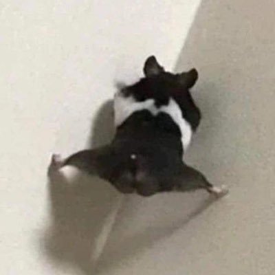 HmbleBoy's profile picture. sering aktif disini daripada di IG