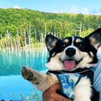俄(aby_corgi)🐈🐕 (@897fuga) 's Twitter Profile