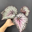 Joyce Siu - @JoyceYeungSiu - Twitter