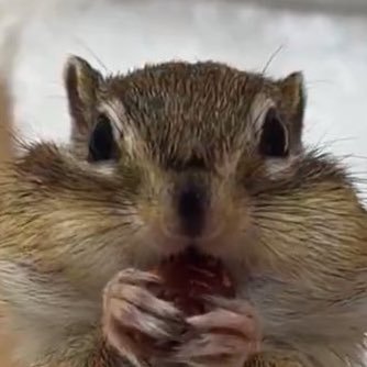 majidePrincess's profile picture. どかしたれうんこ