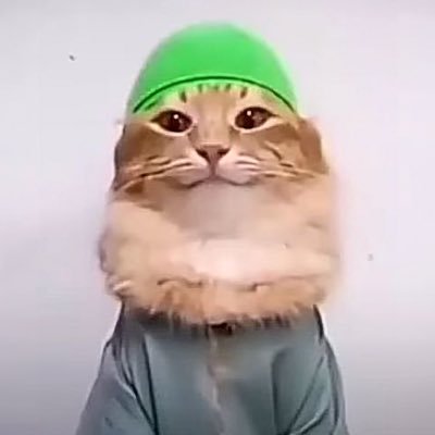 $TABIBI - Muslim cat of BNB tab tabi tab tab tabi tab tab tabari