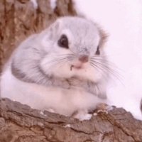 명란젓도난 (@hai1010443) 's Twitter Profile