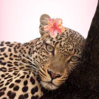 -ty π¦π (@tyramehigh) 's Twitter Profile