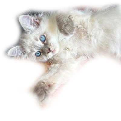 Amoureux des chats 🐱, je partage leurs moments les plus mignons, drôles et attendrissants. Votre dose quotidienne de douceur féline ! 😻🐾