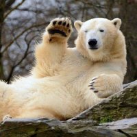 OLESIA (@phasimini) 's Twitter Profile