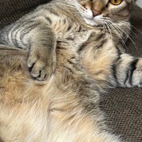 あまとう (@amatoooou3) 's Twitter Profile