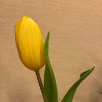 胃 (@kaisendon1111) 's Twitter Profile