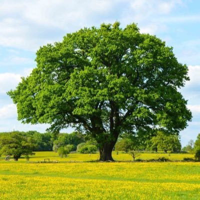 無害な🌳です #ADHD と #うつ を持っています / 生きるのしんどいけどがんばる / でもムリはせず #相互 #フォロバ 無言フォロー失礼します🙇♀️