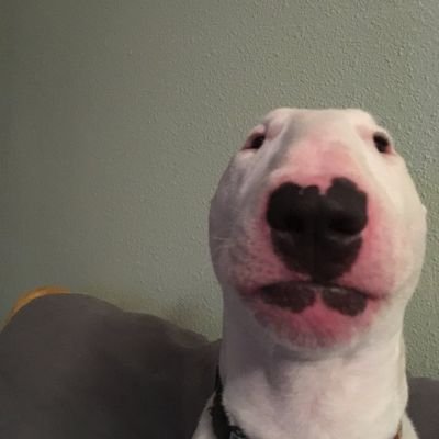 Ghosty01293893's profile picture. i like micheal kaiser | 20