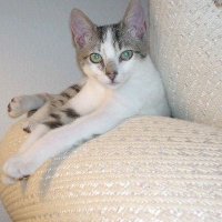 AppleGirl 🐾 (@dssdeltona) 's Twitter Profile