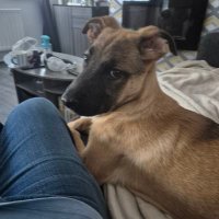 Teddybear72 (@scottieboy32) 's Twitter Profile