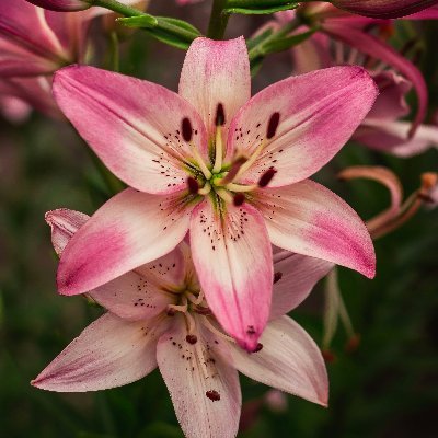 Lily14854563's profile picture. A website designer and experienced fullstack developer that has worked on numerous projects. i can bring your dream and imagination to life with my skills.