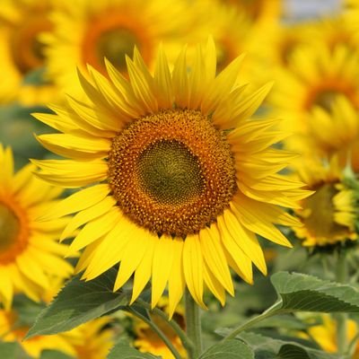 Bahira_Explorer's profile picture. Crypto Journalist. Photographer
