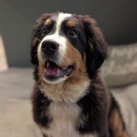 Maci (@macithebernese) 's Twitter Profile Photo Maci (@macithebernese) 's Twitter Profile Photo