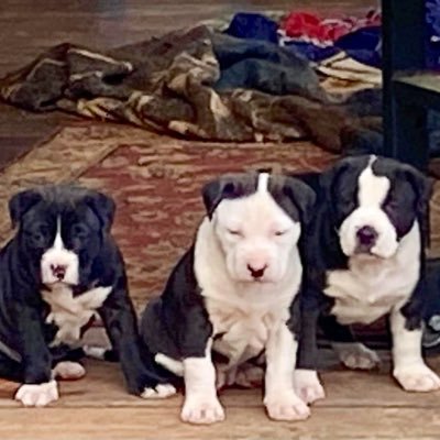 #Christian #Mother #Survivor #PitbullOwner #DawgFan #ProLife #Conservative #Patriot #Constitutionalist #1A #2A #NRA *7th Gen Great-Grand of Alexander Hamilton
