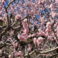 すの飯 (@a_srkj) 's Twitter Profile