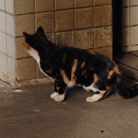 Oraust (@oraustange) 's Twitter Profile