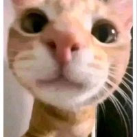 bottle (@chengbaguang) 's Twitter Profile