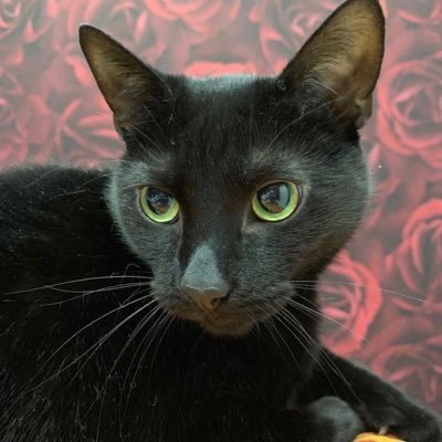 Boogerz_eth's profile picture. | @FoundryVC researcher