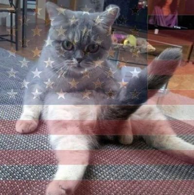 hitthegas1's profile picture. 