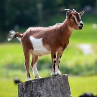 statsandfacts99 (@joshuab74646032) 's Twitter Profile