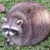 Butterstheraccoon (@butterstheracc) Twitter profile photo Butterstheraccoon (@butterstheracc) Twitter profile photo