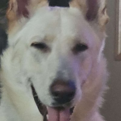 PandaManTheKing's profile picture. 