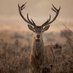 New Forest bi (@newforestbiguy) Twitter profile photo New Forest bi (@newforestbiguy) Twitter profile photo