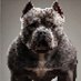 Ace of Trades (@acethebullly) Twitter profile photo Ace of Trades (@acethebullly) Twitter profile photo