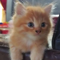 irfan prasetyo | 𝔽rAI「☄️G」 (@irfanpras676) 's Twitter Profile