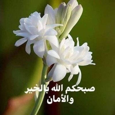 yahyazakar22507's profile picture. 