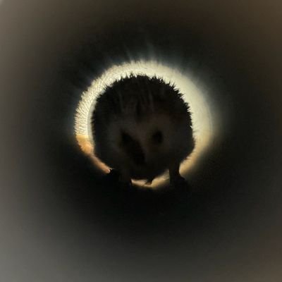 temiさんのプロフィール画像