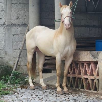 sajira7670's profile picture. La justicia en Mexico, es como las serpientes, solo muerde a los descalzos .
PUMA DE CORAZON.