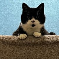 Jessie Cat & Scruffy Jack๐โค๏ธ (@scruffy_jack) 's Twitter Profile Photo Jessie Cat & Scruffy Jack๐โค๏ธ (@scruffy_jack) 's Twitter Profile Photo