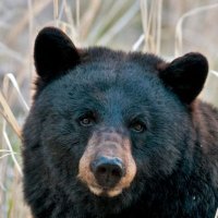 Mooshibearotter (@mooshipengotter) 's Twitter Profile