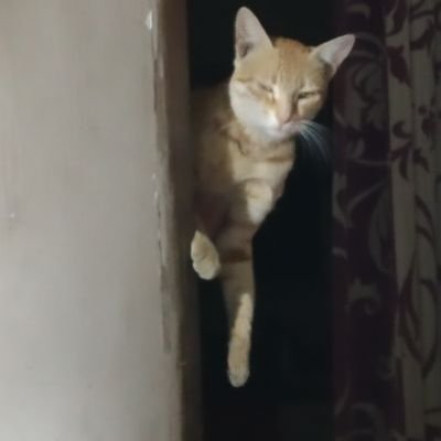 DharpureDhans1's profile picture.