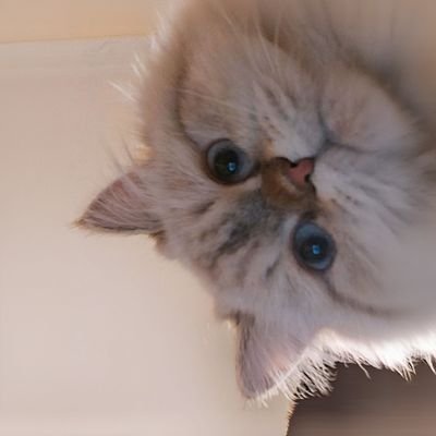 shahd_firas_k's profile picture. https://t.co/DYoBwqCUPM