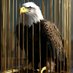 A.Endari (Ebla decor) (@ebladecoration) Twitter profile photo A.Endari (Ebla decor) (@ebladecoration) Twitter profile photo