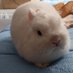 Mochi The Bunny (@mochicuteviral) Twitter profile photo Mochi The Bunny (@mochicuteviral) Twitter profile photo