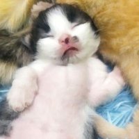 hitamputihxii (@hitamputihxii) 's Twitter Profile