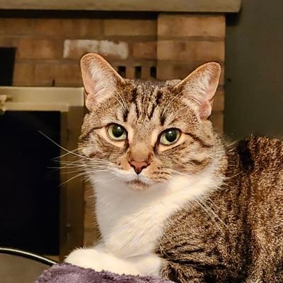 DawneBoyle's profile picture. Blue Jays ⚾️ Maple Leafs 🏒 Raptors 🏀 Yep, I'm a Girl who loves her Sports 💙