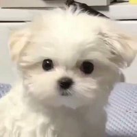 ☽⭑ (@ii2i6_s2) 's Twitter Profile