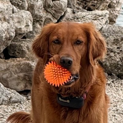 samvett1's profile picture. 