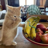 Ri-Scoop Pant (@reversescoop17) 's Twitter Profile