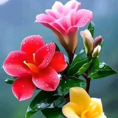 GorganiHas3755's profile picture. 