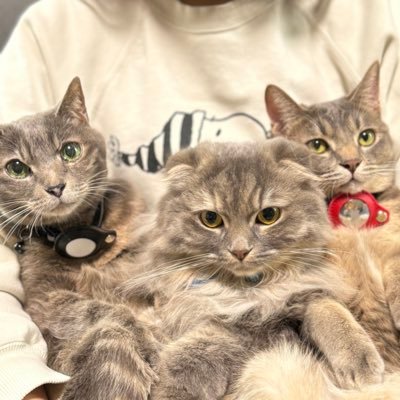 どうも、3匹の猫さんを飼うアカウントなでなでクラブです。アリス▶︎女の子・ミックス・2008.8.10 琥珀▶︎女の子・スコティッシュ・2023.1.1 シルバ▶︎男の子・ミックス・2023.3.1