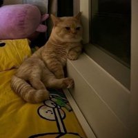 Amira 🇵🇸 (@justmirvv) Twitter profile photo