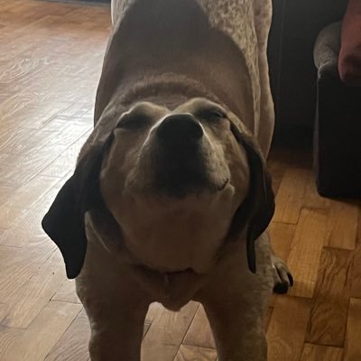 pawbert's profile picture. 