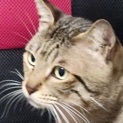 eHZSAiaIYR98816's profile picture. 真の父母様と出会い、とても感謝しております(*^^*)
主人と子供3人と猫のとらと暮らしています