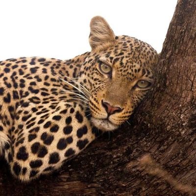 FatimaBouz21026's profile picture. 